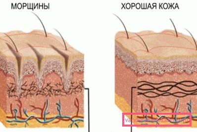 анатомія зморшок анатомія зморшок