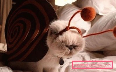 кіт в костюмі молюска кіт в костюмі молюска