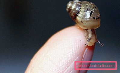 крихітна уліточка крихітна уліточка