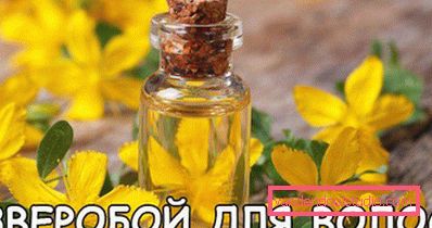 Звіробій для волосся - користь і застосування